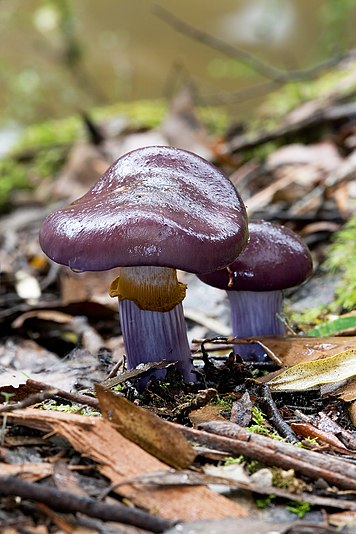 3 - Cortinarius archeri