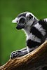 A Ring-tailed Lemur (L. catta)