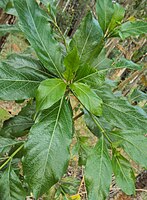 Leaves