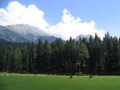 Prairie à Pahalgam.