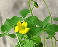 Common yellow oxalis Oxalis stricta