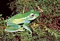 Boophis luteus