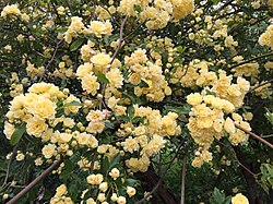 Rosa banksiae var. lutea