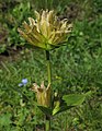 Gentiana punctata