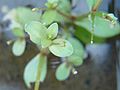 Lindernia procumbens