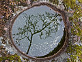 Een spiegelbeeld in een pothole in nationaal park Nuuksio (Finland)