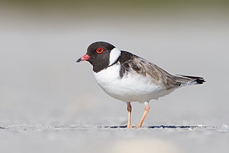 Hooded Plover