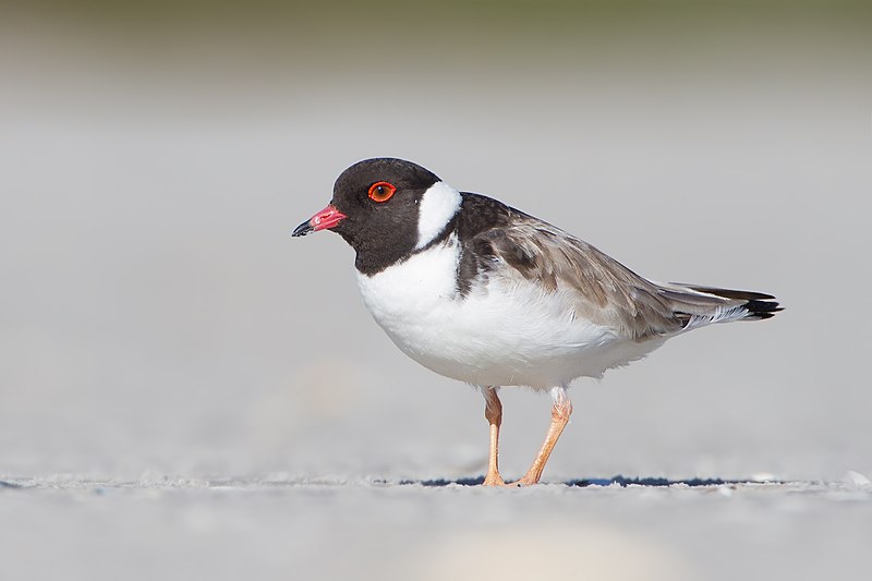 Hooded Plover