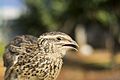 Cabeza de C. coturnix do Líbano.