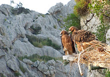 Un nid d'aigle à flanc de rocher avec deux jeunes aigles roux dessus.