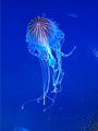 Compass jellyfish (2)