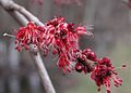 Acer rubrum (Red Maple) flowers