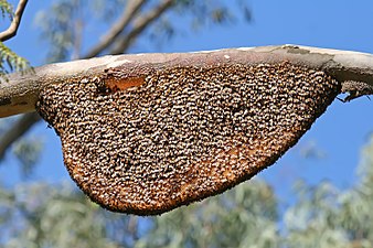 Colonia de A. dorsata