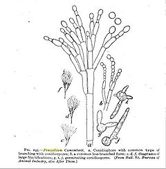 Penicillium camemberti