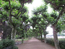 Allee aus beschnittenen Platanen in Frankfurt am Main