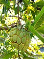 A sugar apple in tree in Terai of Nepal