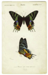 Two illustrations of a large black butterfly with colourful marking on the distal parts of its wings.