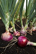 Roots, leaves and developing bulb