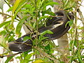 Resting and waiting for food from a tree