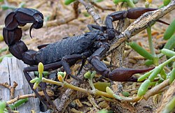 Svartur sporðdreki (Androctonus crassicauda)