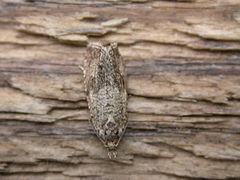 Description de l'image Celypha striana 1.jpg.