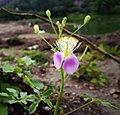 Cleome chelidonii в Індії