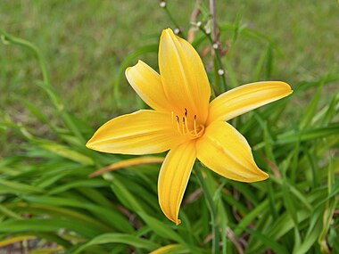 Hemerocallis