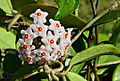 Hoya carnosa