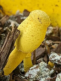 Leucocoprinus birnbaumii sclerotia