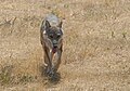 die Italieniske Wulf (Canis lupus italicus)