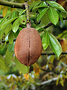 File:Pachira aquatica (fruit) edit1.jpg (2013-05-05)