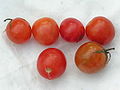 Tomates, Bastavales