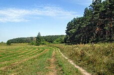 Сосновий ліс на околиці села