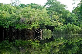 The Amazon rainforest in Brazil