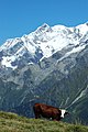 Vache de race abondance sur un alpage du Val Montjoie.