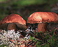 Hřib borový Boletus pinophilus