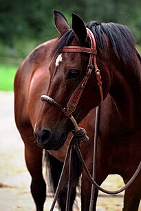 Bosal – tradiční pomůcka pro bezudidlové ježdění