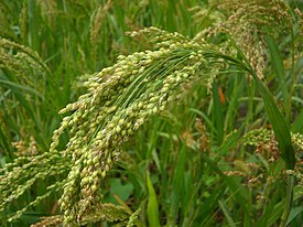 Просо обыкновенное (Panicum miliaceum)