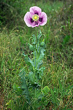 Schlaf-Mohn (Papaver somniferum)