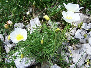 Papaver tatricum