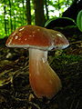 Xanthoconium affine, proche du genre Boletus par sa morphologie.