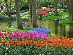 Le parc floral de Keukenhof.