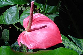 Anthurium au jardin de Balata (plante poussant dans la forêt martiniquaise).