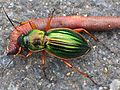 Carabus auratus