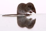 Lesser white-toothed shrew