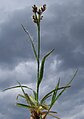 Feld-Hainsimse (Hasenbrot)