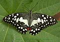 Papilio demoleus Foto: School of Ecology and Conservation, UAS Bangalore