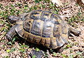 Griechische Landschildkröte auf einem Waldweg bei Panagia