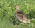 Prairie sharp-tailed grouse