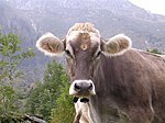 photo couleur d'un buste de vache grise. Le mufle noir est cerclé de blanc. Les oreilles et le front sans corne sont garnis de longs poils blancs.